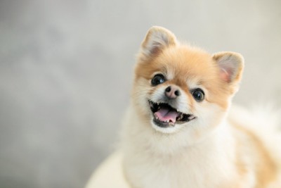 笑顔で見上げる犬