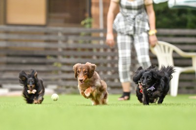 ドッグランで走る犬たち