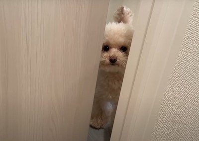 ドアの隙間から覗く犬