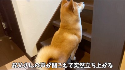 階段に手をかける犬