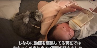 授乳中の赤ちゃんに寄り添うミニチュアシュナウザー