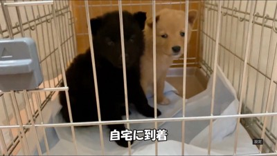 ケージに入れられた2匹の子犬