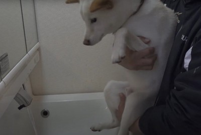 洗面所の前で抱っこされる犬