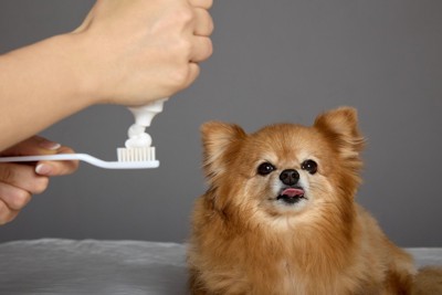 舌を出す犬、歯ブラシと歯磨き粉を持つ手