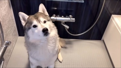 お風呂場でお座りする犬
