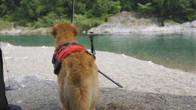 水面を見つめる犬