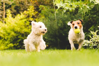 ボールで遊ぶ2頭の犬