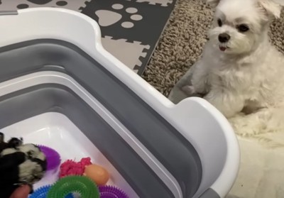 桶に入れられるおもちゃを見る座った犬