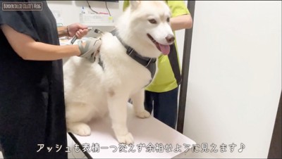 診察台に乗る白いハスキー犬
