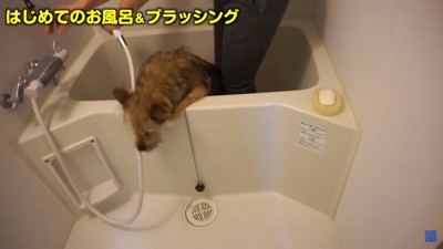 ポテちゃん逃亡！！