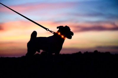 夕暮れを散歩する犬