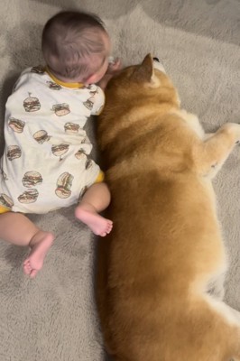 うつぶせの赤ちゃんと寝転がる柴犬1