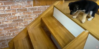 階段を下りられない黒い子犬