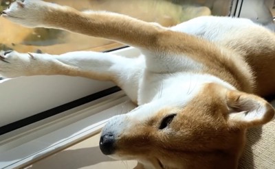 窓の前で伸びをする犬