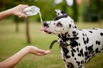 水を飲ませてもらう犬