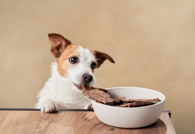 お皿の中の食べ物をくわえて持って行こうとしている犬