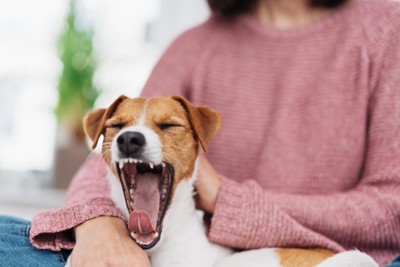 あくびをするテリア犬