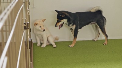 部屋の隅に逃げる子犬と子犬を側で見守る成犬%掃除機の音はちょっと苦手なカナヲちゃん