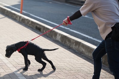 リードを引っ張って散歩中の黒い犬