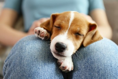女性の膝の上で眠る子犬