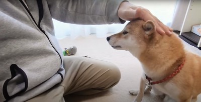 お座りしながら飼い主に撫でられる柴犬