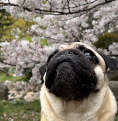 桜を眺めるゴン太くん