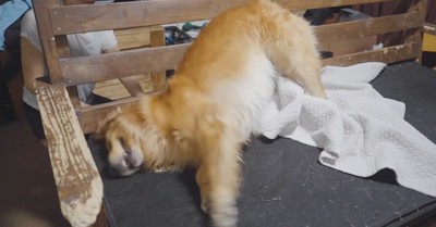 ソファーに体をこすりつける犬