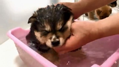体を洗われる子犬