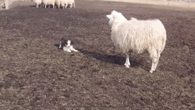 羊と伏せる犬