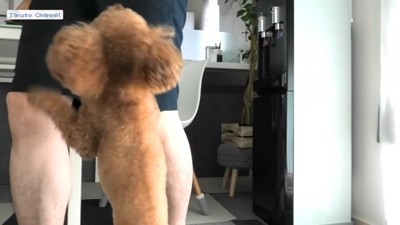 男性の足と後ろ足で立つ犬