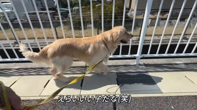 1匹のお散歩はなんだか静か