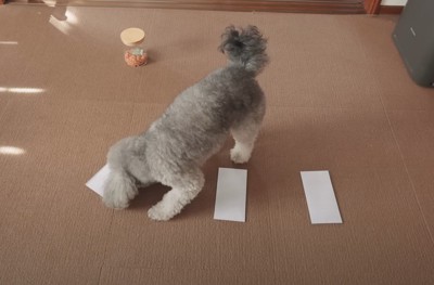 封筒をくわえた犬と人の手