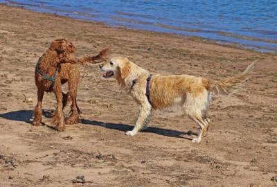 膿で遊ぶ2頭の大型犬