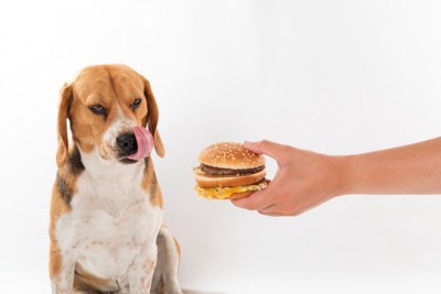 ハンバーガーを差し出されて舌舐めずりをするビーグル