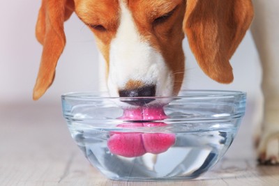 透明なボウルで水を飲む犬