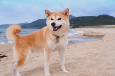 砂浜を散歩する柴犬