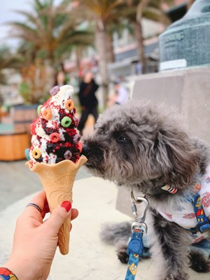 犬とソフトクリーム