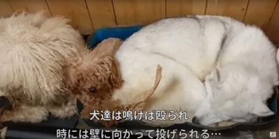 ゴミとともに狭いエリアに押し込められたように集まる大型犬や小型犬