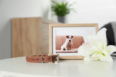 首輪と犬の写真と白い花