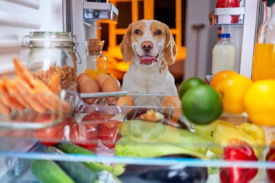 冷蔵庫を覗く犬