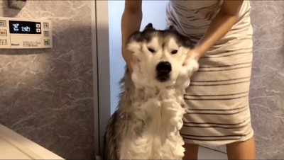 首まわりを洗われる犬