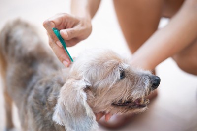 駆除剤をつけられている犬