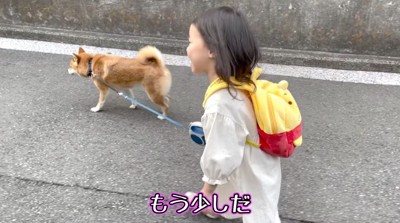 犬のリードをひいて散歩をする女の子