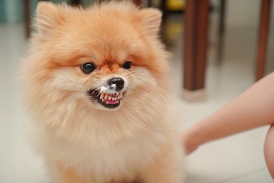歯磨き粉がついて怒る犬