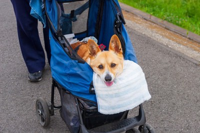 ペットカートで散歩する老犬、コーギー