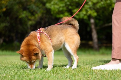 芝の地面を嗅ぐ柴犬