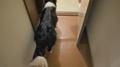 廊下を歩く犬