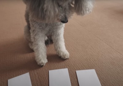 封筒を見つめる犬