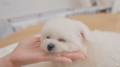 手にあごをのせて寝る子犬