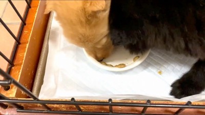 茶色い子犬のごはんを食べ始める黒い子犬